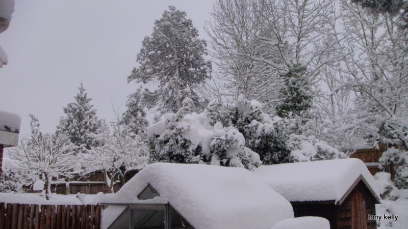 wokingsnow02feb2009006.jpg