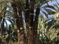 the Imperial palm in the botanical garden