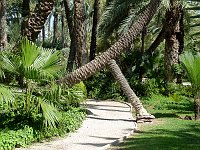the palm plantations are the world heritage site