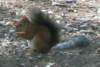 aredsquirrelasmaximumrange_small.jpg