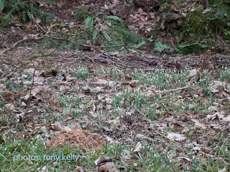 snowdrops2011007.jpg