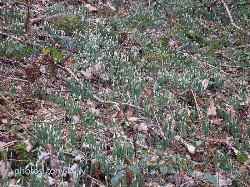 snowdrops2011013.jpg