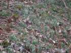 snowdrops2011013_small.jpg