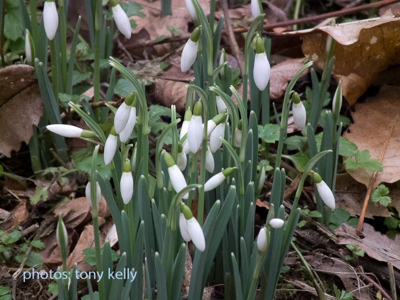 snowdrops2011014.jpg